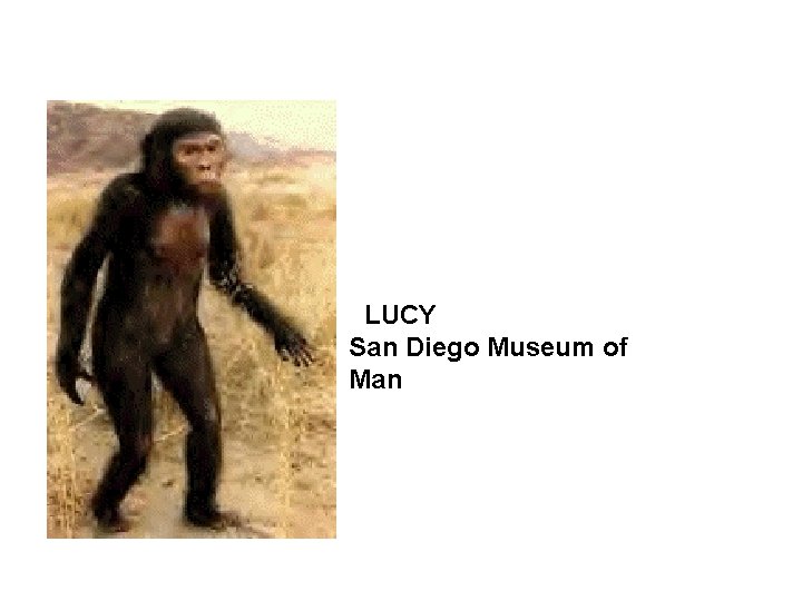 LUCY San Diego Museum of Man 