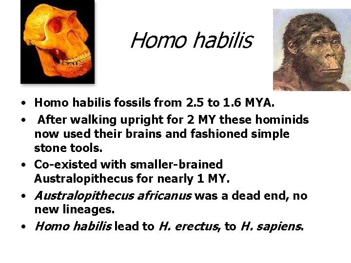 Homo habilis • Homo habilis fossils from 2. 5 to 1. 6 MYA. •