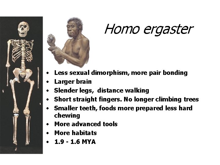 Homo ergaster • • • Less sexual dimorphism, more pair bonding Larger brain Slender