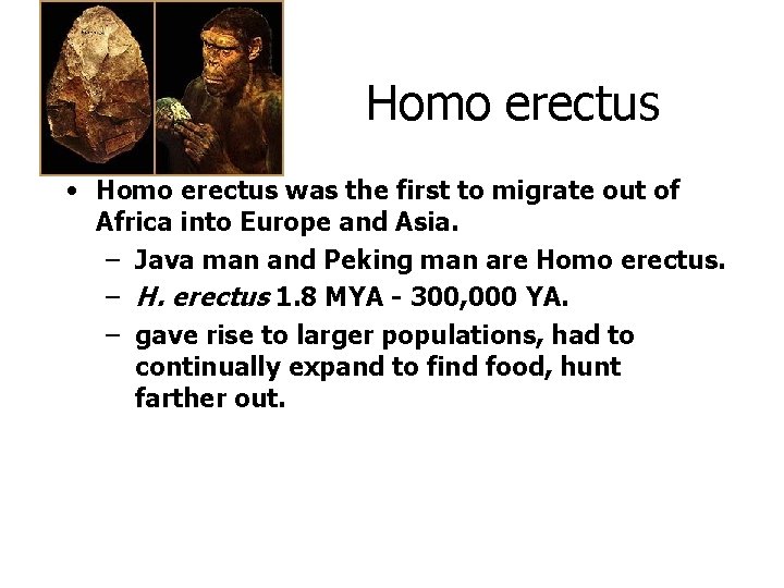 Homo erectus • Homo erectus was the first to migrate out of Africa into