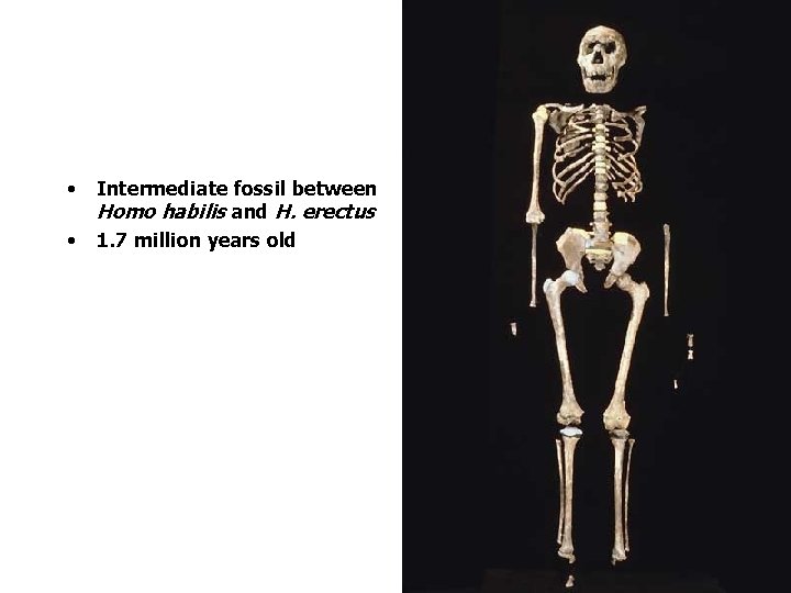  • • Intermediate fossil between Homo habilis and H. erectus 1. 7 million