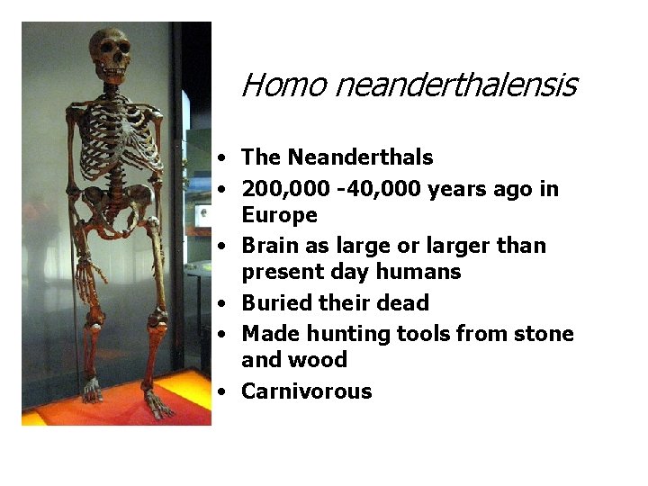 Homo neanderthalensis • The Neanderthals • 200, 000 -40, 000 years ago in Europe