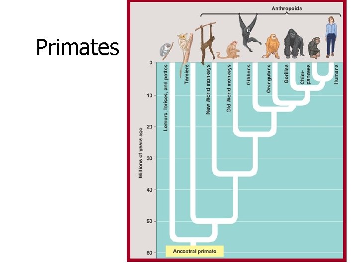 Primates 