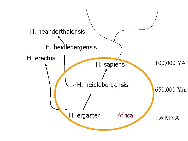 H. neanderthalensis H. heidlebergensis H. erectus H. sapiens H. heidlebergensis H. ergaster Africa 100,