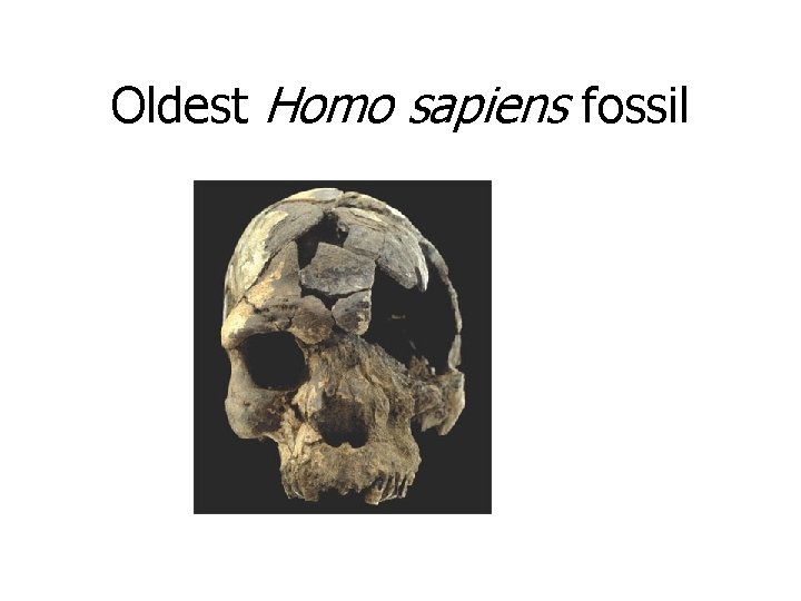 Oldest Homo sapiens fossil 