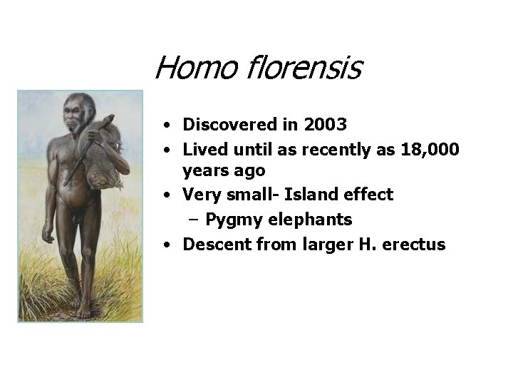 Homo florensis • Discovered in 2003 • Lived until as recently as 18, 000