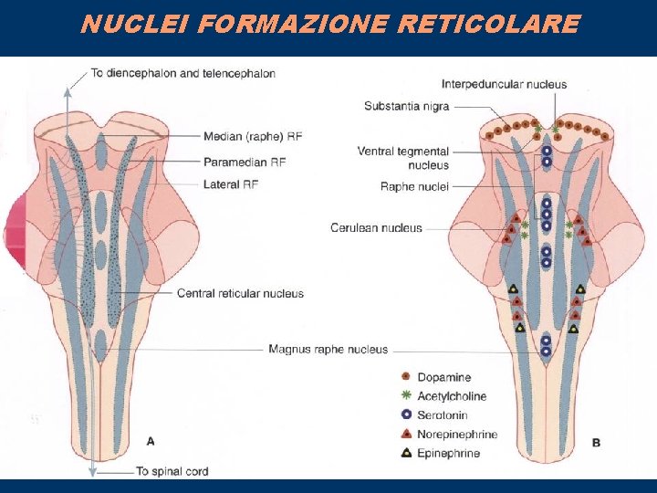 NUCLEI FORMAZIONE RETICOLARE 