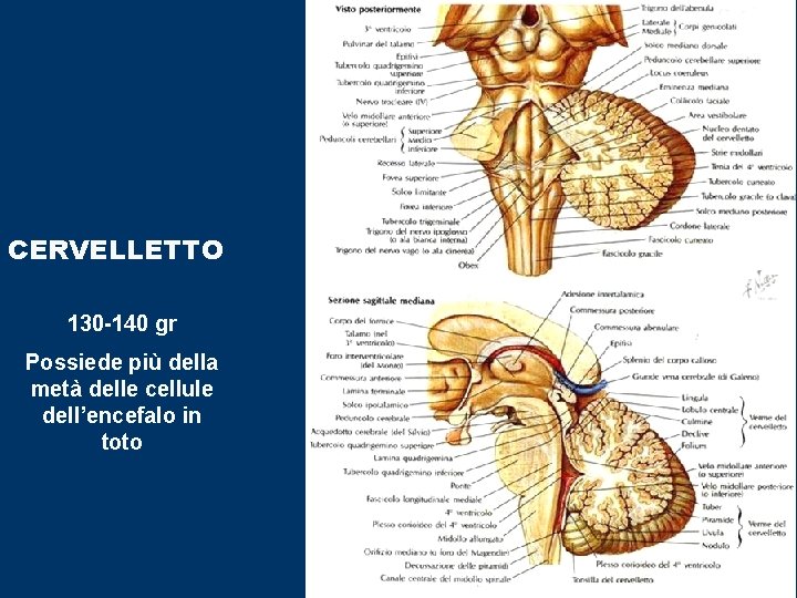 CERVELLETTO 130 -140 gr Possiede più della metà delle cellule dell’encefalo in toto 