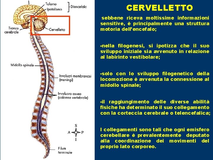 CERVELLETTO -sebbene riceva moltissime informazioni sensitive, è principalmente una struttura motoria dell’encefalo; -nella filogenesi,