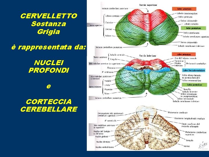 CERVELLETTO Sostanza Grigia è rappresentata da: NUCLEI PROFONDI e CORTECCIA CEREBELLARE 