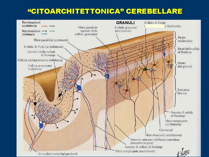 “CITOARCHITETTONICA” CEREBELLARE GRANULI 