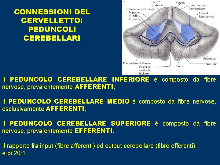 CONNESSIONI DEL CERVELLETTO: PEDUNCOLI CEREBELLARI Il PEDUNCOLO CEREBELLARE INFERIORE è composto da fibre nervose,