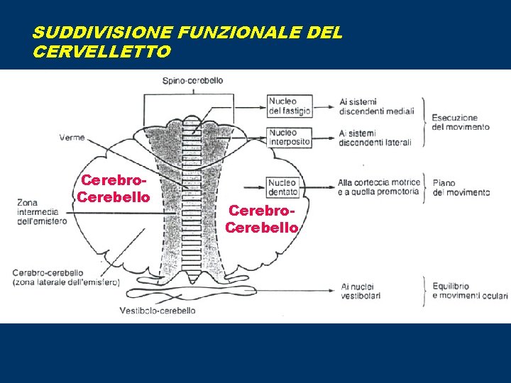SUDDIVISIONE FUNZIONALE DEL CERVELLETTO Cerebro. Cerebello 
