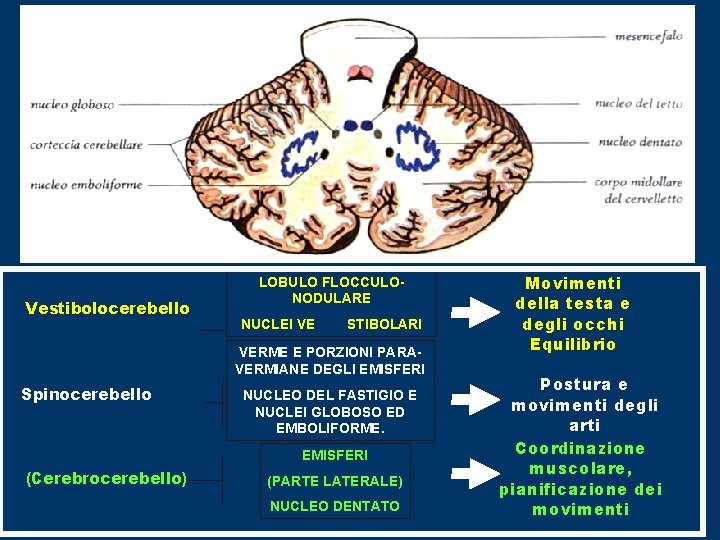 o fastigio Vestibolocerebello LOBULO FLOCCULONODULARE NUCLEI VE STIBOLARI VERME E PORZIONI PARAVERMIANE DEGLI EMISFERI