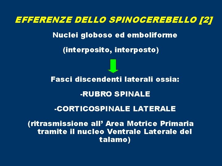 EFFERENZE DELLO SPINOCEREBELLO [2] Nuclei globoso ed emboliforme (interposito, interposto) Fasci discendenti laterali ossia: