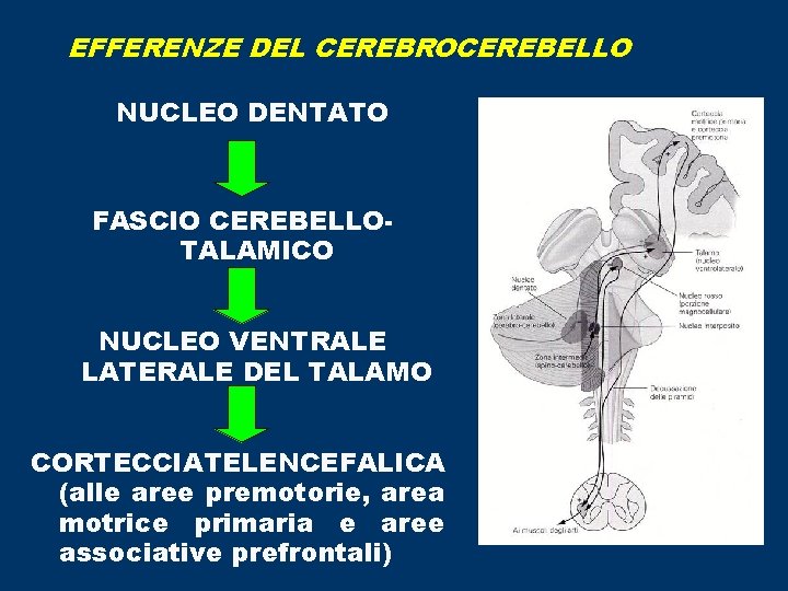 EFFERENZE DEL CEREBROCEREBELLO NUCLEO DENTATO FASCIO CEREBELLOTALAMICO NUCLEO VENTRALE LATERALE DEL TALAMO CORTECCIATELENCEFALICA (alle