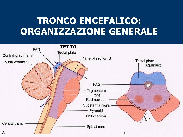 TRONCO ENCEFALICO: ORGANIZZAZIONE GENERALE TETTO 