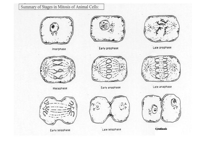 NameKEY Asexual Reproduction The Cell Cycle and Mitosis