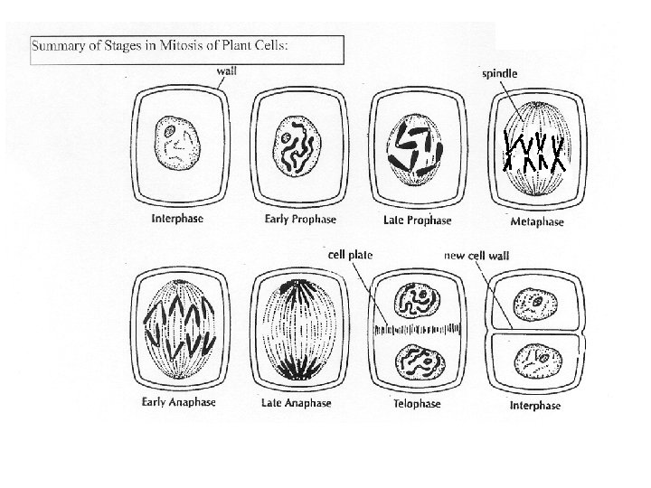 NameKEY Asexual Reproduction The Cell Cycle and Mitosis