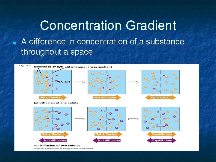 Concentration Gradient ■ A difference in concentration of a substance throughout a space 