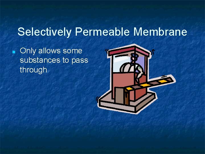 Selectively Permeable Membrane ■ Only allows some substances to pass through 
