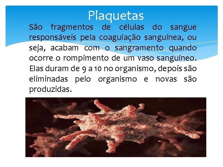 Plaquetas São fragmentos de células do sangue responsáveis pela coagulação sanguínea, ou seja, acabam