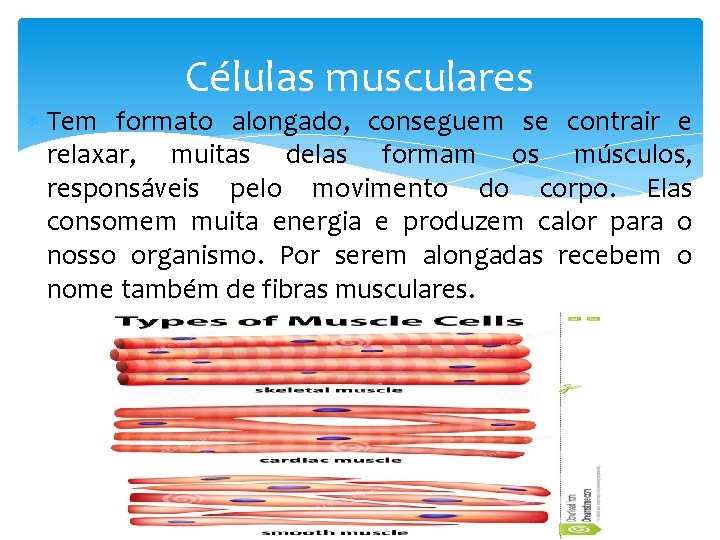 Células musculares Tem formato alongado, conseguem se contrair e relaxar, muitas delas formam os