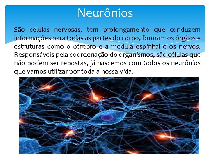 Neurônios São células nervosas, tem prolongamento que conduzem informações para todas as partes do