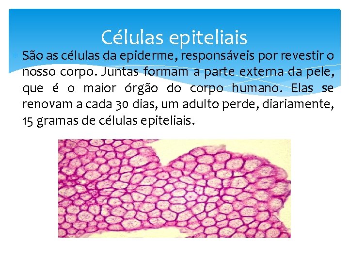 Células epiteliais São as células da epiderme, responsáveis por revestir o nosso corpo. Juntas