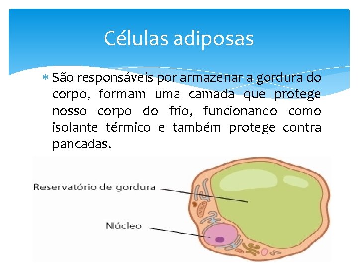 Células adiposas São responsáveis por armazenar a gordura do corpo, formam uma camada que