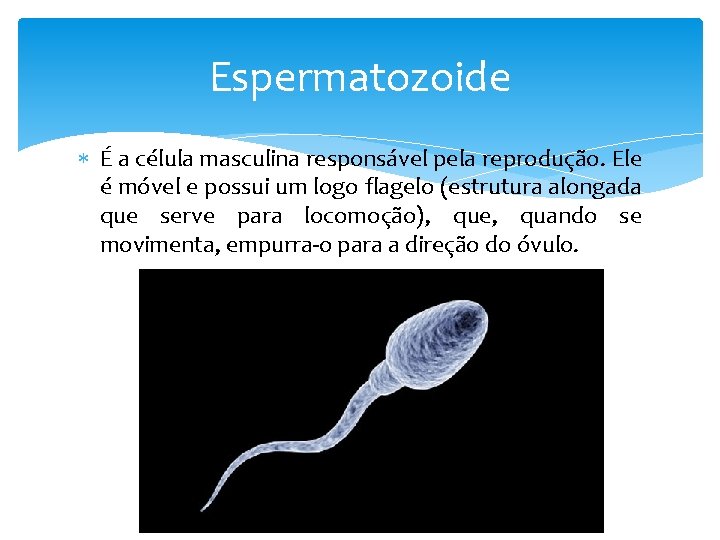 Espermatozoide É a célula masculina responsável pela reprodução. Ele é móvel e possui um