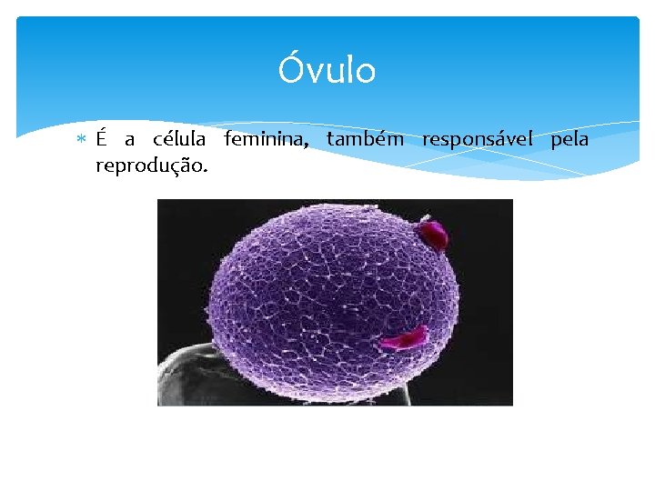 Óvulo É a célula feminina, também responsável pela reprodução. 