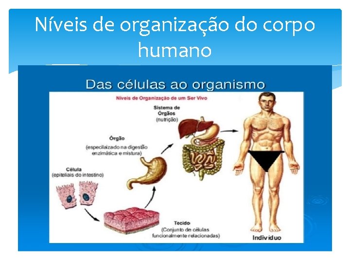 Níveis de organização do corpo humano 