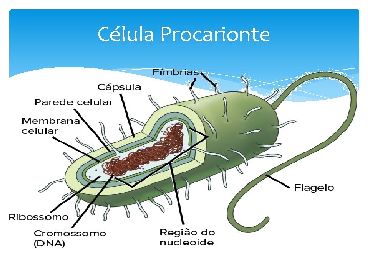 Célula Procarionte 