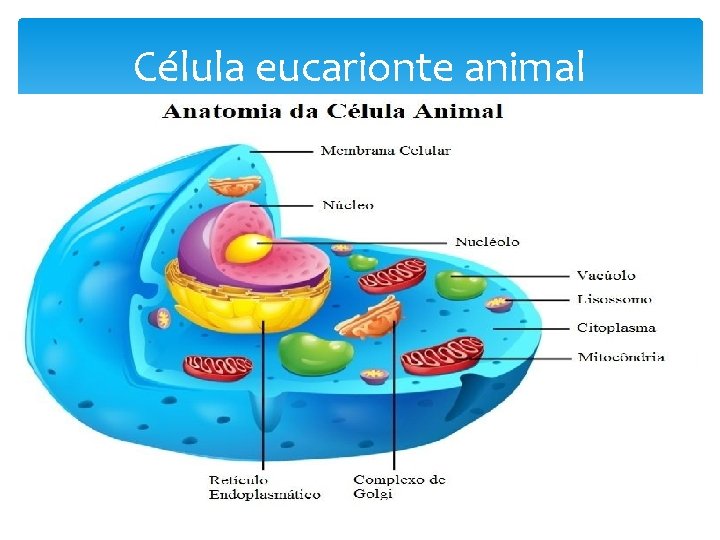 Célula eucarionte animal 
