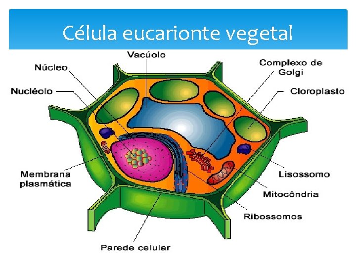 Célula eucarionte vegetal 