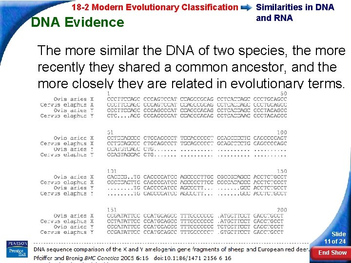 18 -2 Modern Evolutionary Classification DNA Evidence Similarities in DNA and RNA The more
