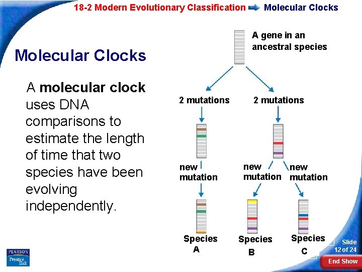 18 -2 Modern Evolutionary Classification A gene in an ancestral species Molecular Clocks A