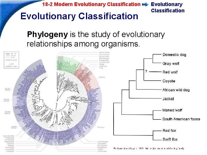 18 -2 Modern Evolutionary Classification Phylogeny is the study of evolutionary relationships among organisms.