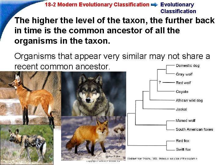 18 -2 Modern Evolutionary Classification The higher the level of the taxon, the further