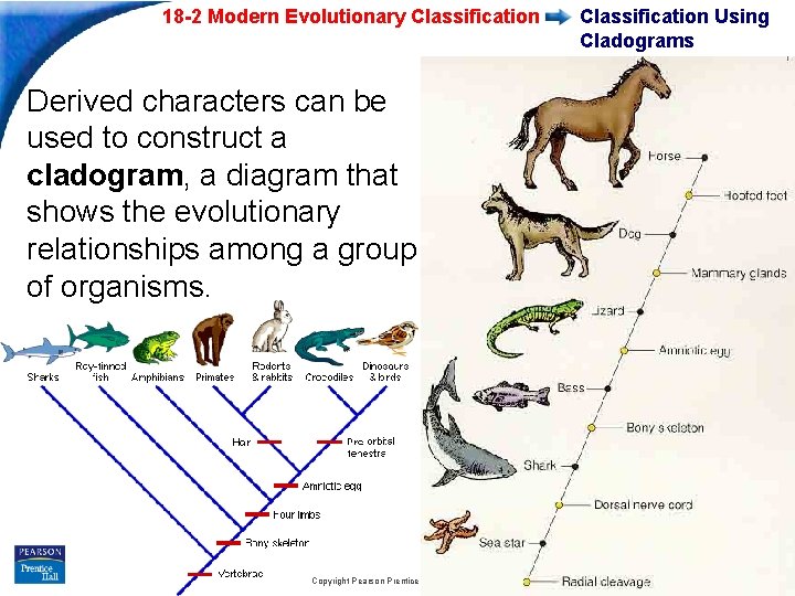 18 -2 Modern Evolutionary Classification Using Cladograms Derived characters can be used to construct