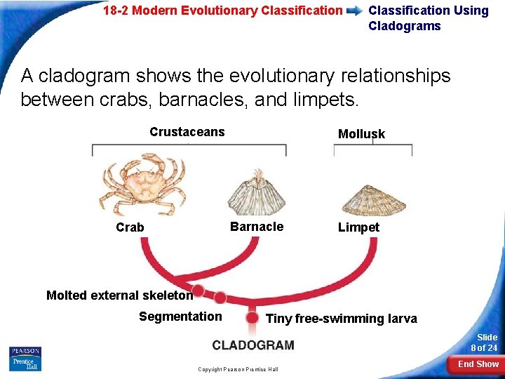 18 -2 Modern Evolutionary Classification Using Cladograms A cladogram shows the evolutionary relationships between