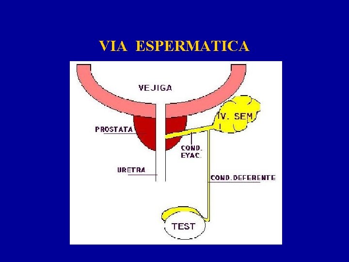 VIA ESPERMATICA 