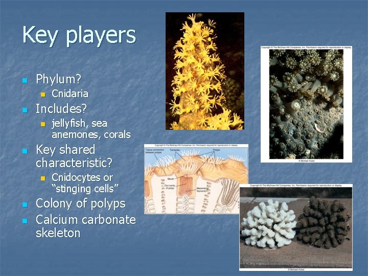 Key players n Phylum? n n Includes? n n n jellyfish, sea anemones, corals