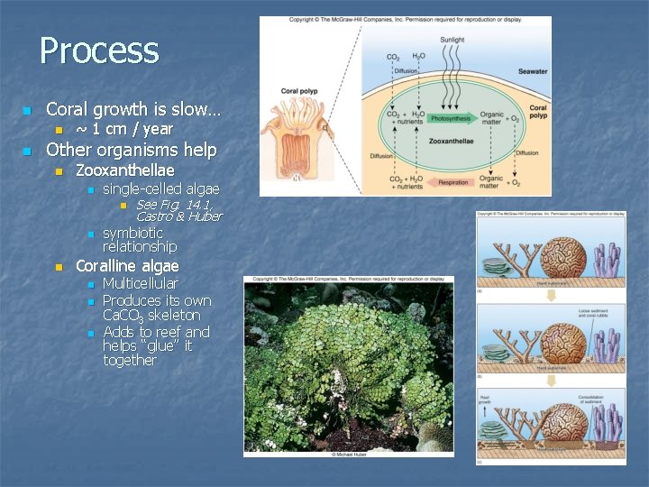 Process n Coral growth is slow… n n ~ 1 cm / year Other