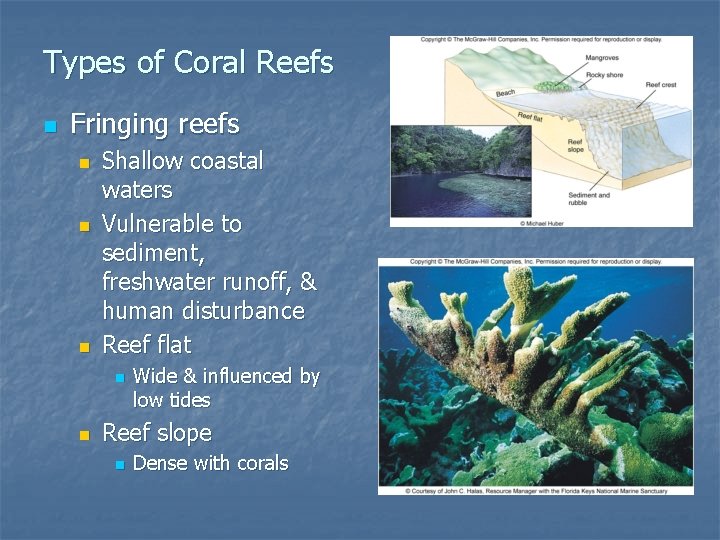 Types of Coral Reefs n Fringing reefs n n n Shallow coastal waters Vulnerable