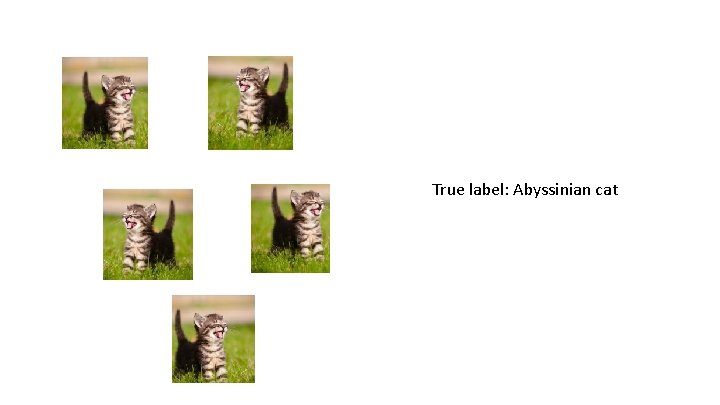 True label: Abyssinian cat 