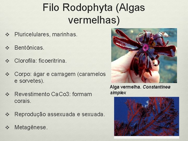 Filo Rodophyta (Algas vermelhas) v Pluricelulares, marinhas. v Bentônicas. v Clorofila: ficoeritrina. v Corpo: