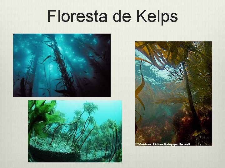 Floresta de Kelps 