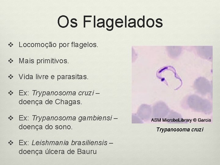 Os Flagelados v Locomoção por flagelos. v Mais primitivos. v Vida livre e parasitas.